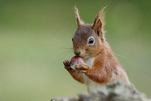 squirrel eating fruit