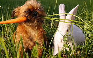 brown yorkshire terrier biting carrot beside white rabbit on grass during daytime HD wallpaper