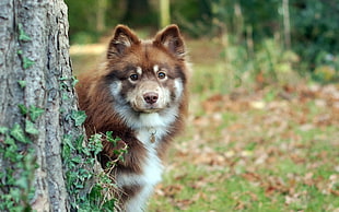 photo of liver and white finnish lapphund stands beside tree trunk at daytime HD wallpaper