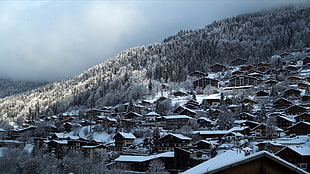 landscape, winter, snow, forest