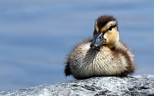 selective focus photo of brown mallard duck on grey concrete area