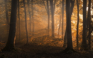 tree trunks, landscape, nature, fall, forest