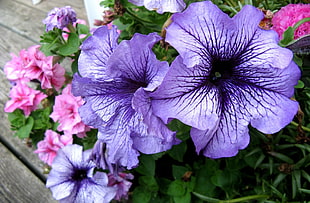purple and black flowers HD wallpaper