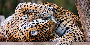 close-up photography of Leopards