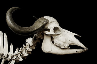 closeup photography of animal skeleton HD wallpaper