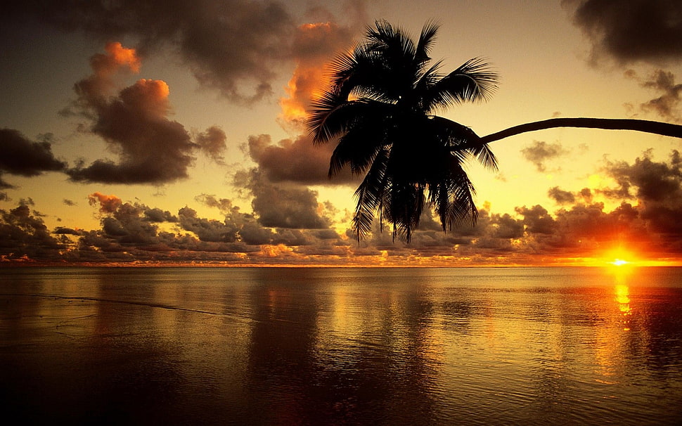 silhouette of coconut tree leaning on body of water during sunset HD wallpaper