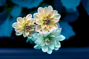brown and blue flowers, primrose HD wallpaper
