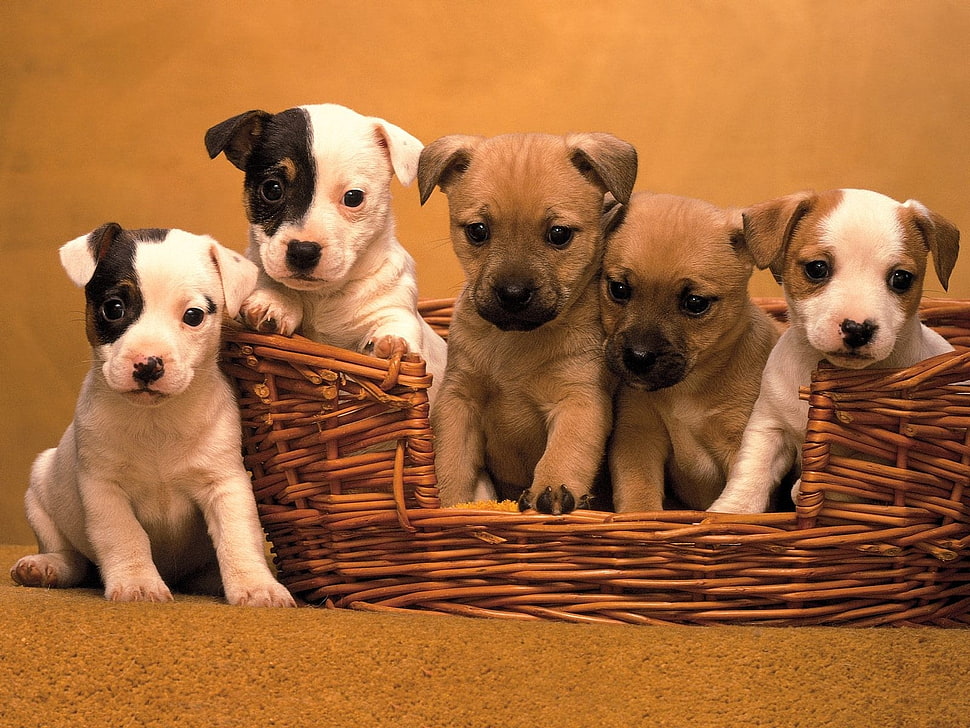 five white and brown puppy litters HD wallpaper