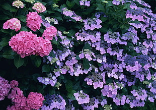 purple and pink flowers