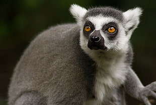 gray and black lemur HD wallpaper