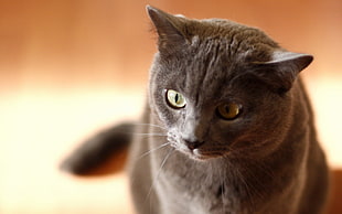 Russian blue ct, nature, animals, cat HD wallpaper