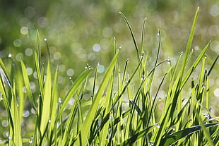 closeup photo of green leaf plant