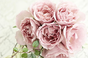 person taking of bouquet of pink roses