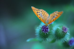 shallow focus photograph of yellow and purple butterfly on top of purple flower HD wallpaper