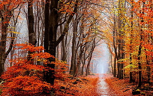 pathway surrounded by trees, nature, landscape, fall, forest