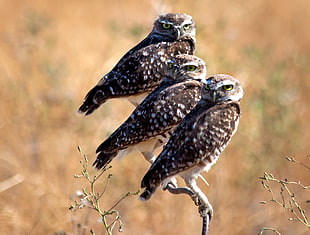 three brown birds on brown tree branch