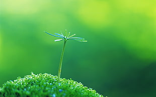 selective focus photographed of green plant HD wallpaper