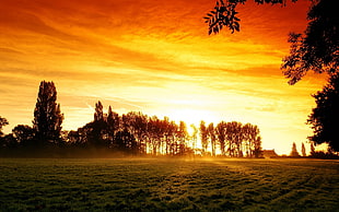 landscape photography of trees during golden hour