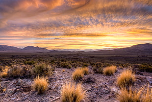 green grass on desert during sunset HD wallpaper