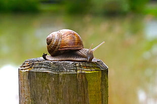 selective focus photograph of snail on wood stand HD wallpaper
