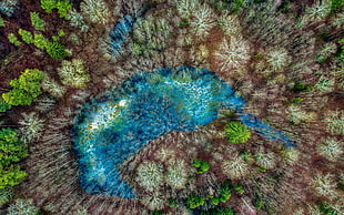 aerial photography of body of water, aerial view, nature, trees, blue