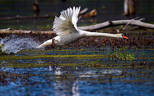 white swan, birds, swan, nature, animals