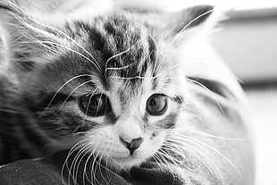 grayscale photo of kitten