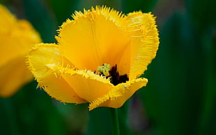 yellow petaled flower, flowers, nature, yellow flowers