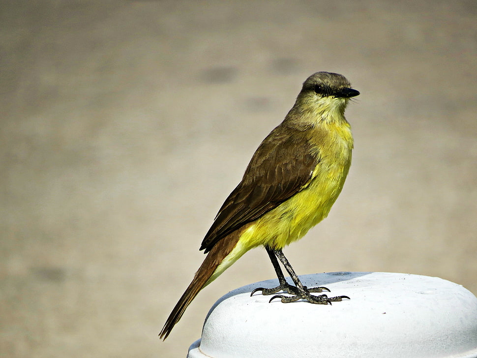 great kiskadee bird, birds HD wallpaper