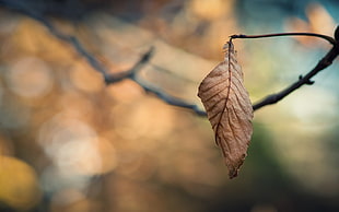 selective focus photography of withered leaf HD wallpaper