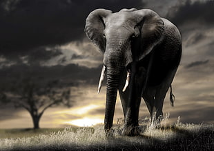 gray elephant HD wallpaper