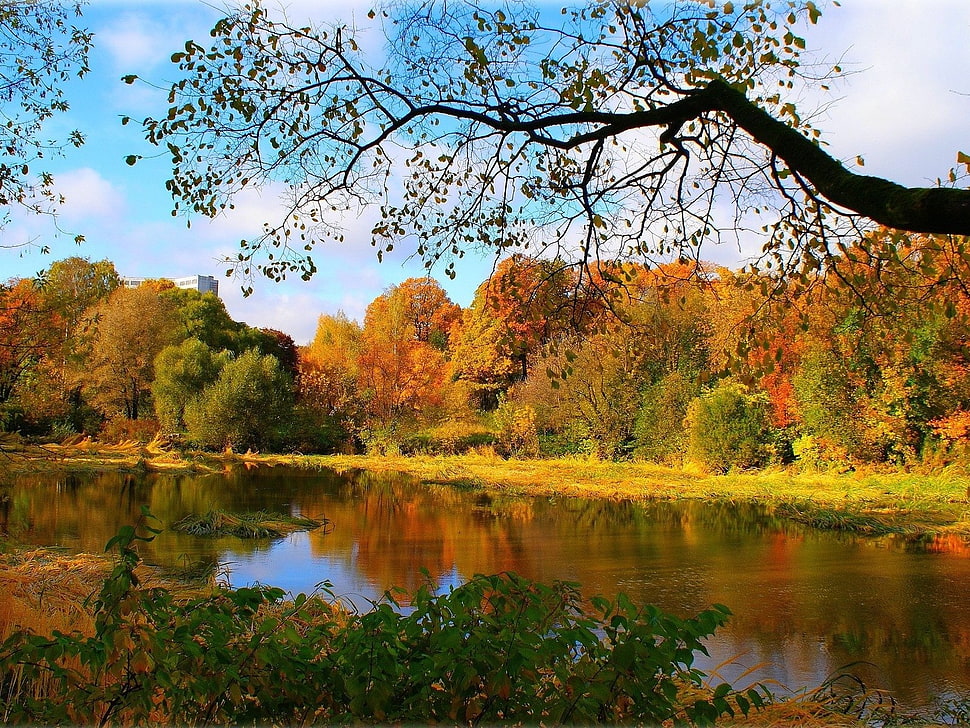 orange and green leaf trees in front of calm body of water HD wallpaper