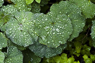 green leaf covered with water droplets HD wallpaper