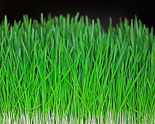 green artificial grass HD wallpaper