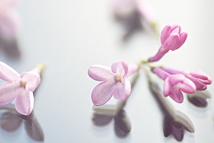 pink petal flower in macro photo HD wallpaper