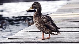 brown female mallard duck on brown wooden boat dock at daytime HD wallpaper