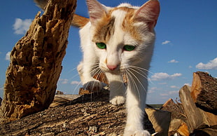 closeup photo of white and tan short-fur cat on firewood during daytime HD wallpaper