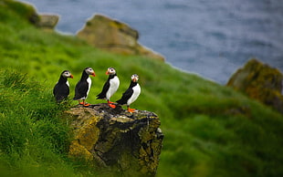 four puffins, nature, animals, puffins, depth of field