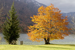 yellow petaled tree with background of calm body of water