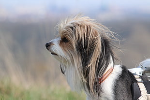 close up shot of small size long-coated tricolor dog HD wallpaper