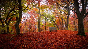 brown wooden bench, fall, bench, trees, nature HD wallpaper