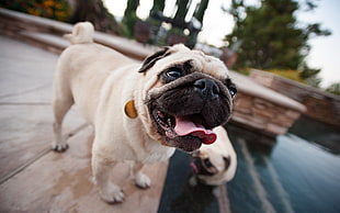 shallow focus of a beige and black pug HD wallpaper