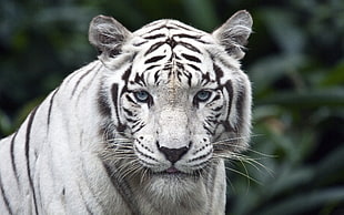 white and black tiger