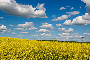 panoramic photo of yellow flower fields under the blue sky during day time HD wallpaper