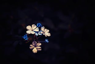 blue and white flowers illustration, plants, macro, black, flowers HD wallpaper