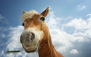 brown horse under white and blue sky during day time HD wallpaper