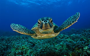 underwater photography of sea turtle