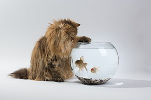 brown Persian cat near clear glass fish bowl with fish HD wallpaper
