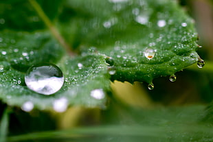 closeup photography of drop of water on green leaf HD wallpaper