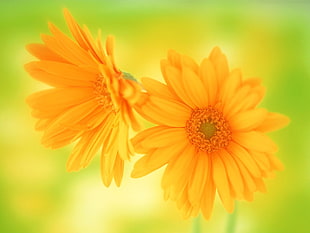 yellow petaled flowers, yellow flowers, flowers, nature HD wallpaper